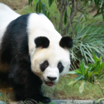 大熊貓安安